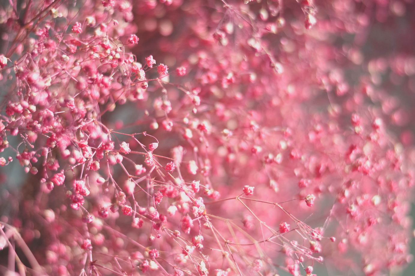 Dry pink flowers Aesthetics and minimalism