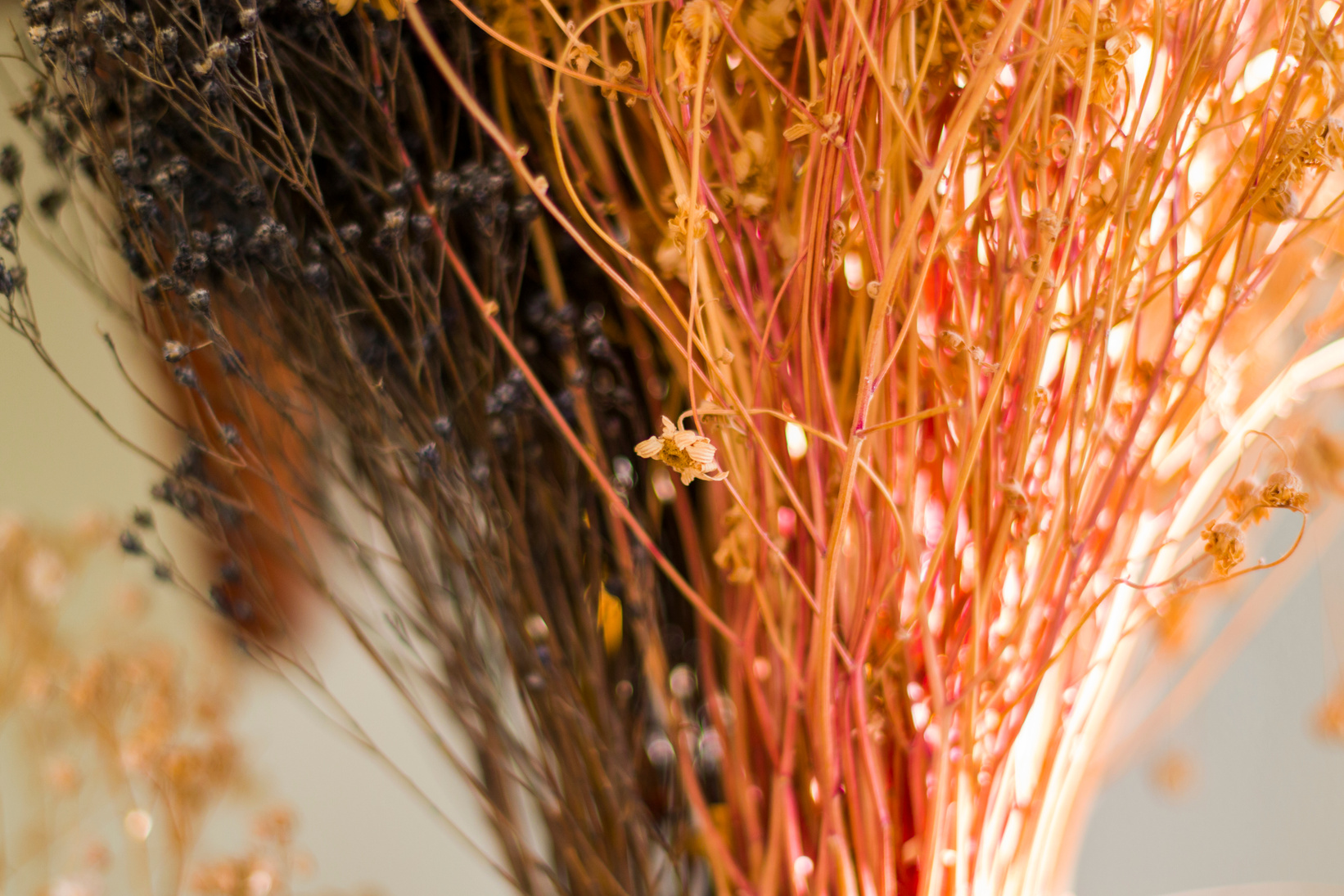 Dry flowers and plants