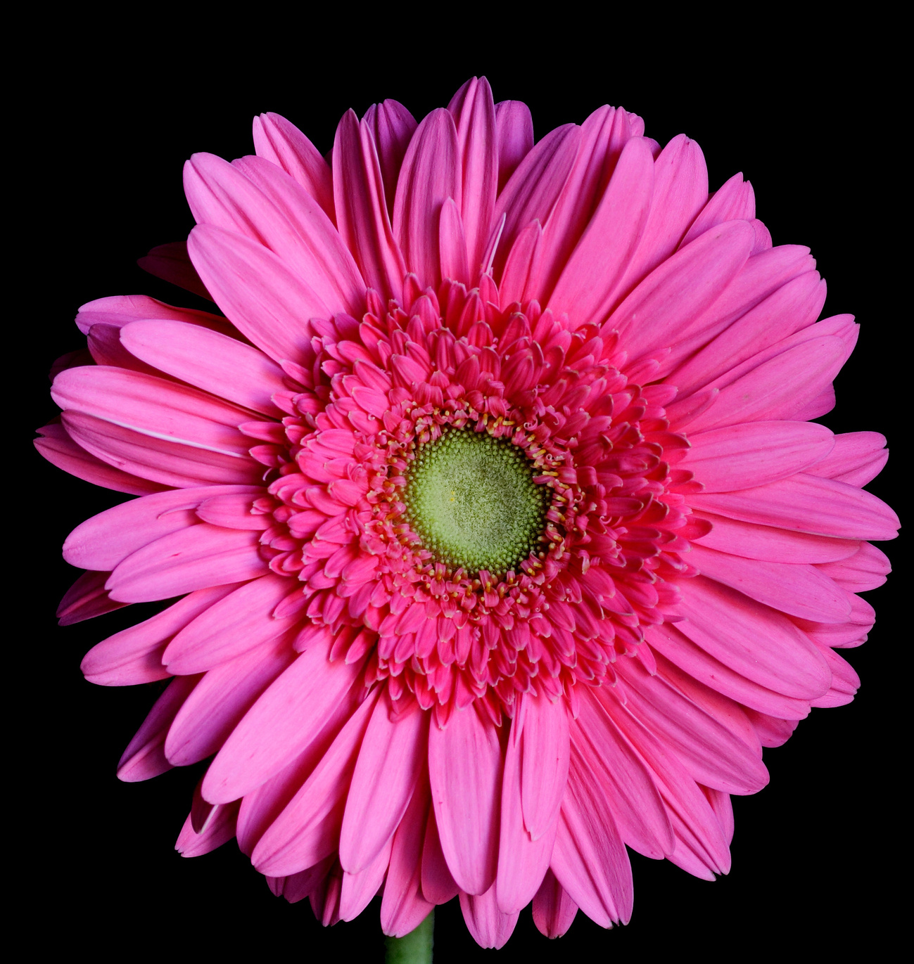 Pink gerber daisy with black backround (clipping path)