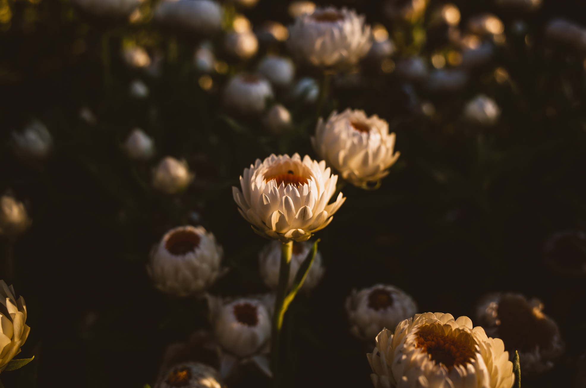 White Flowers in Dark Background