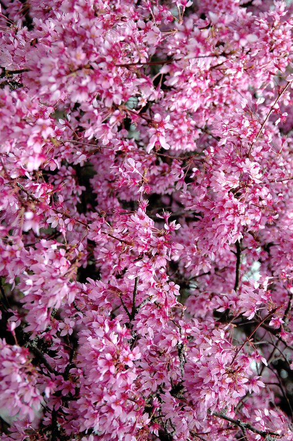 Tree in Spring