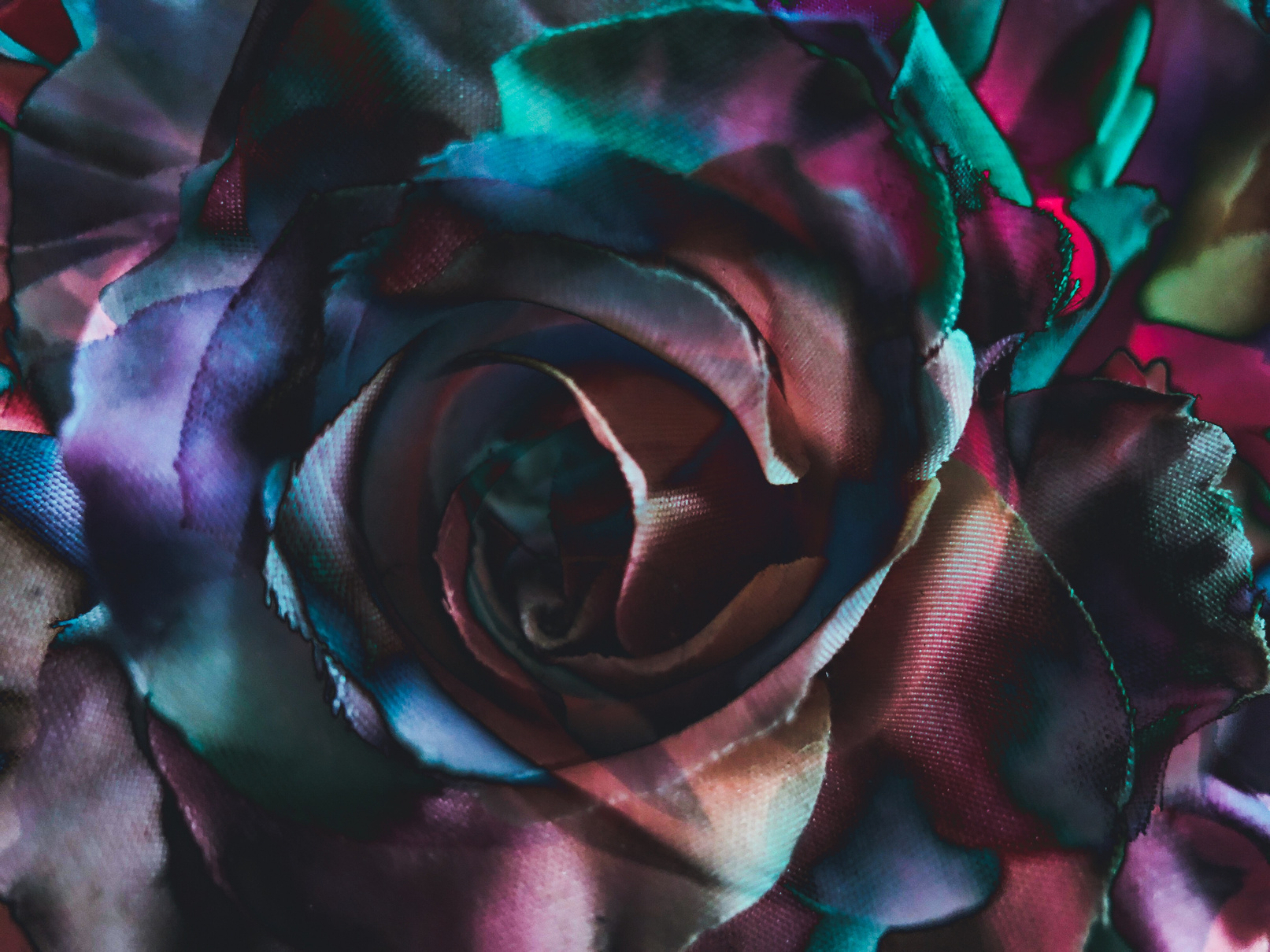 Dark Colorful Rose Flower