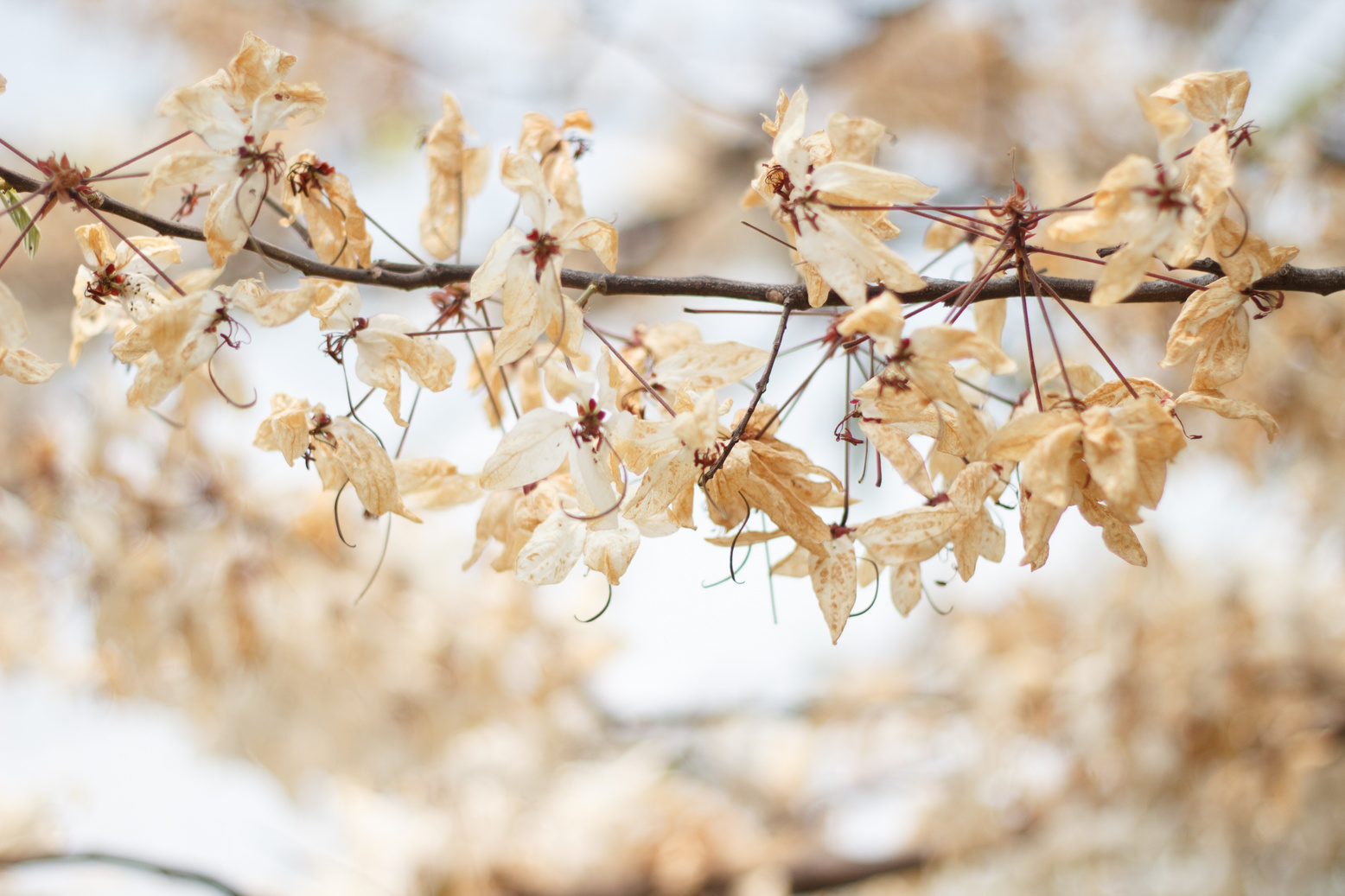 Dry Flower Background