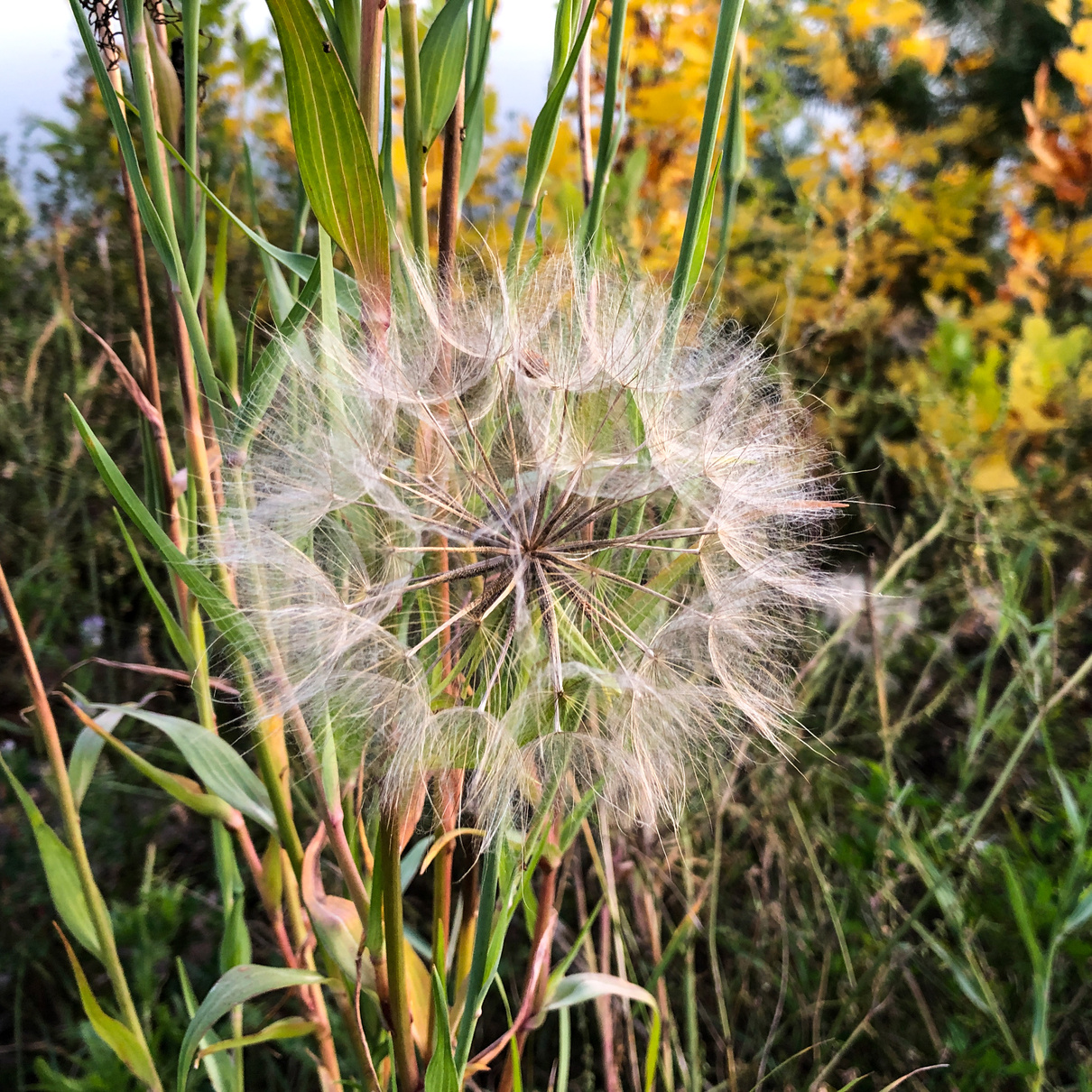 A bunch fully ripped dandalion seeds ready to fly