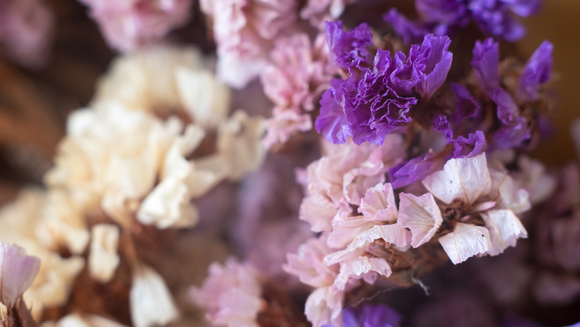 Dry flowers in bouquet