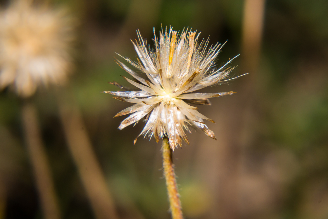 Dry flower grass