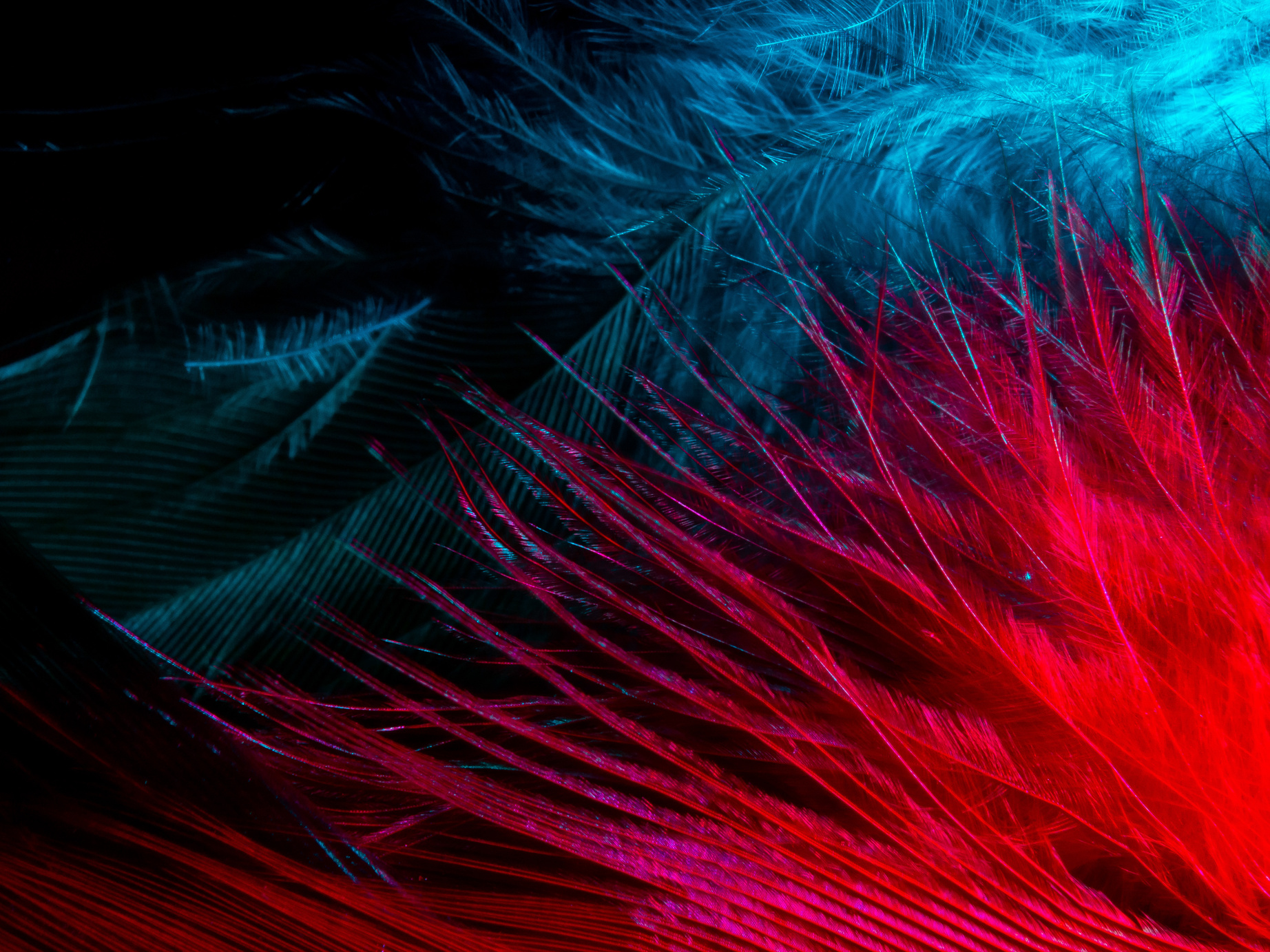 Blue and Red Feather Illustration