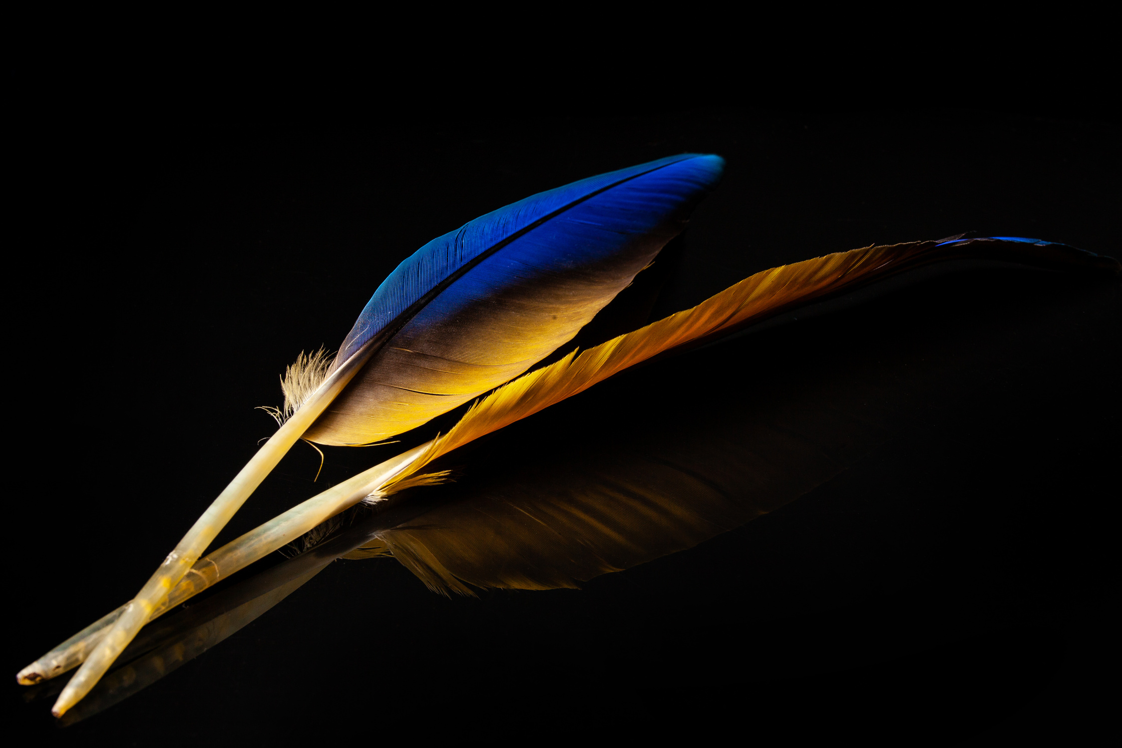 feathers, colored parrot feathers