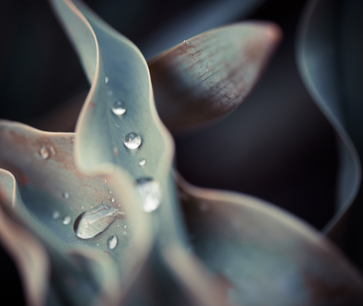 rain drops on flowers leafs