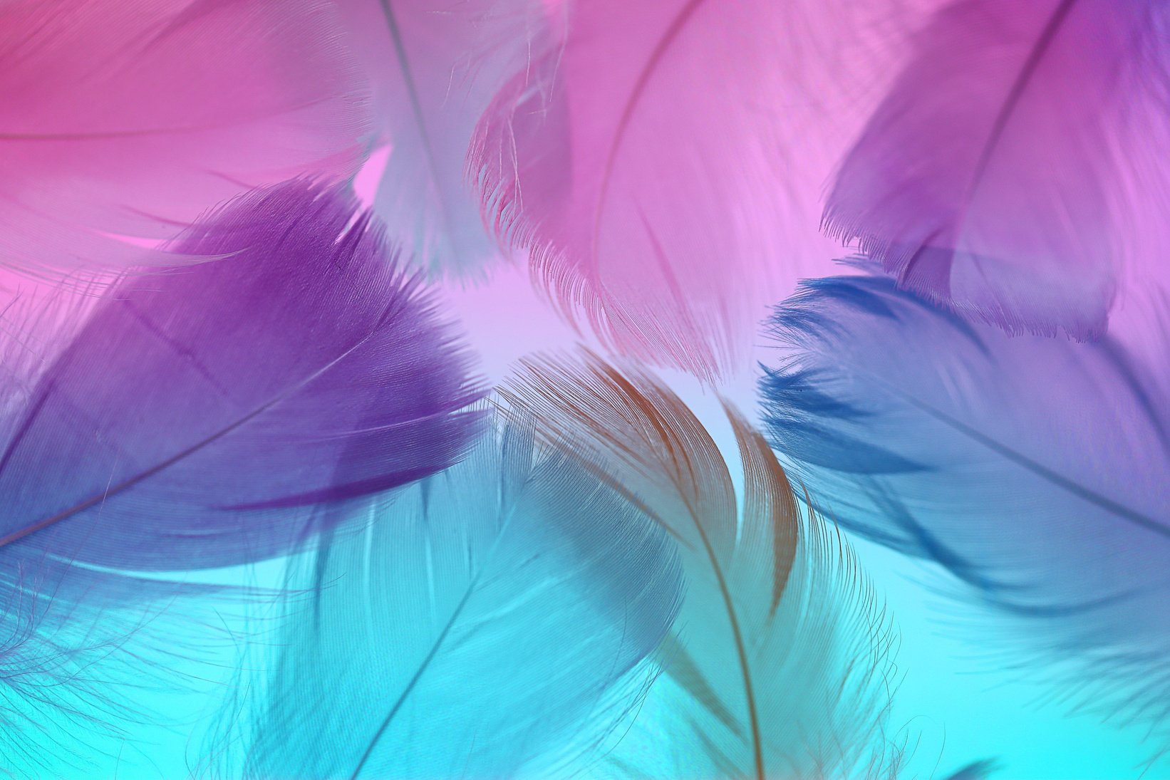 Feathers texture. Pink, blue and purple feathers set .Feathers multicolored beautiful background.Feathers close-up