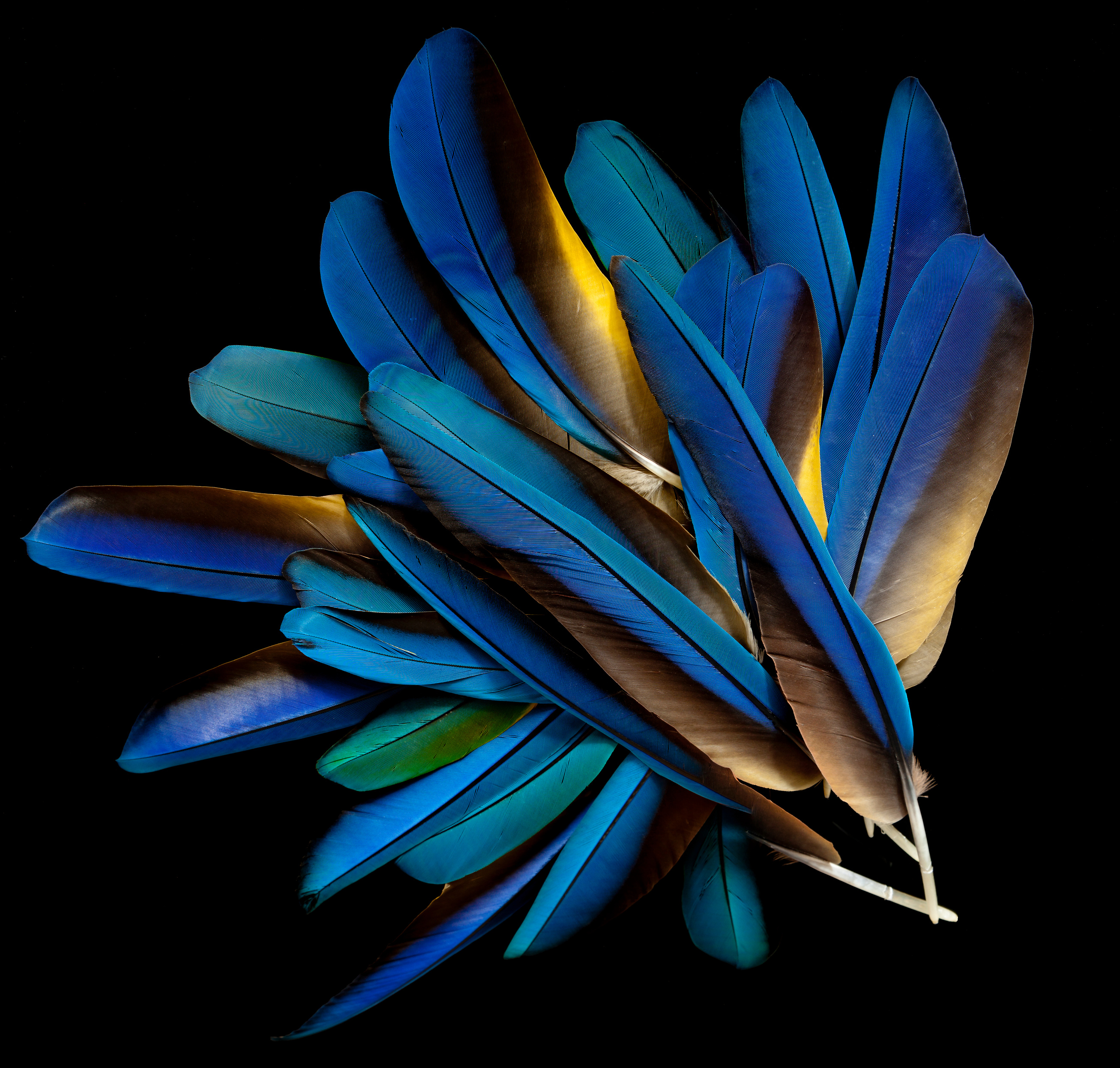 Macaw feathers.