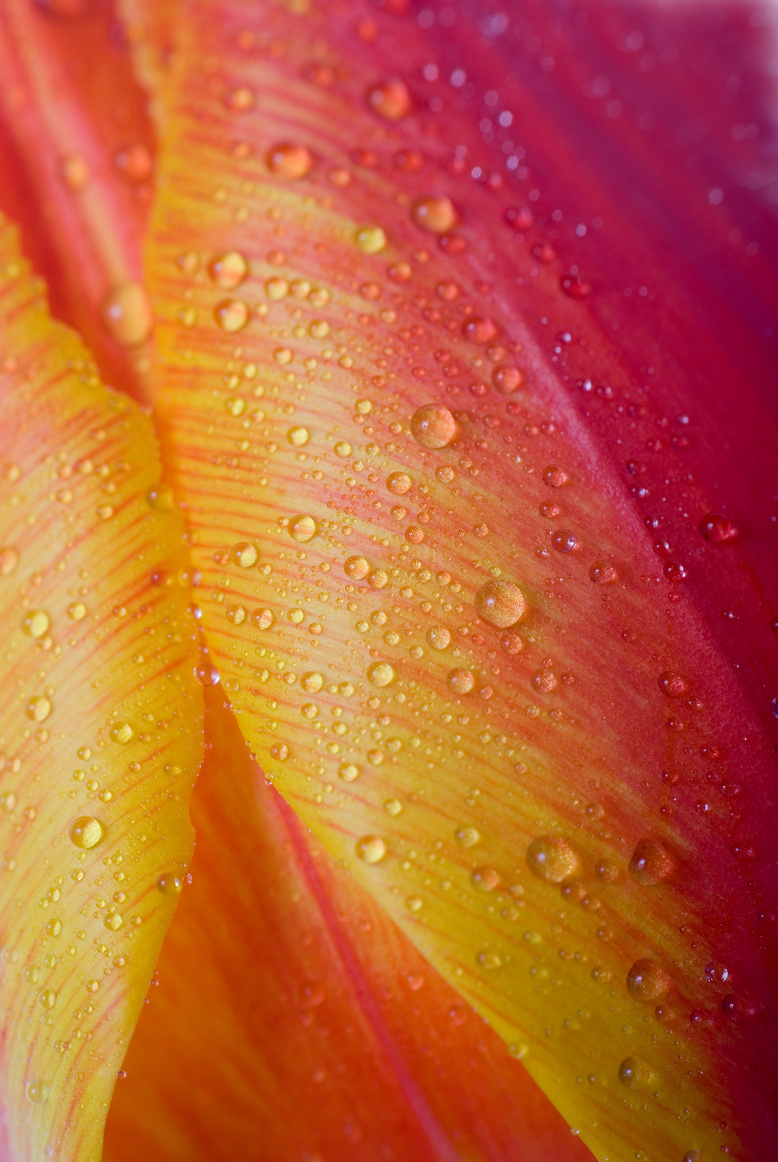 Flower Leafs