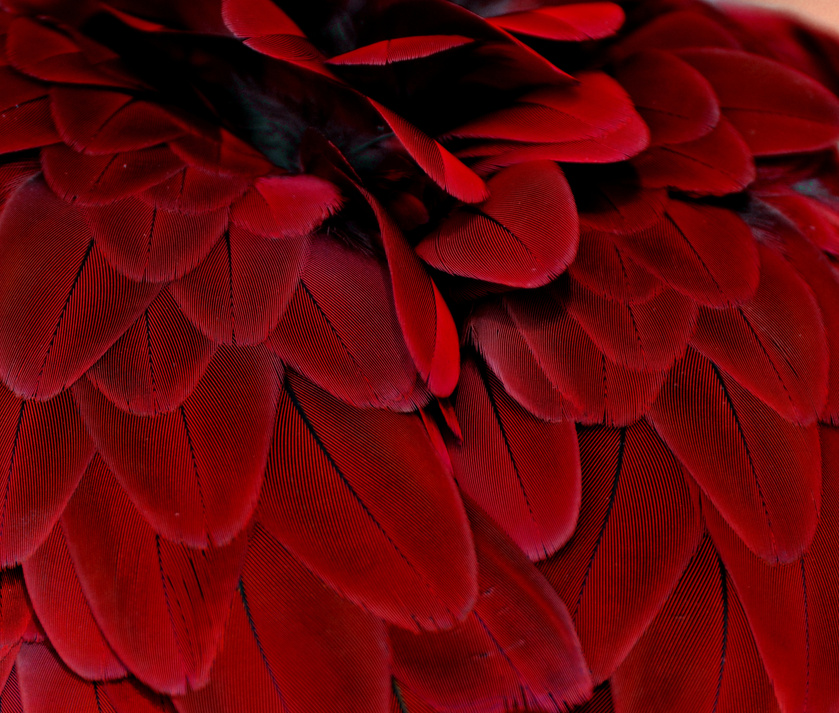 Red Feathers